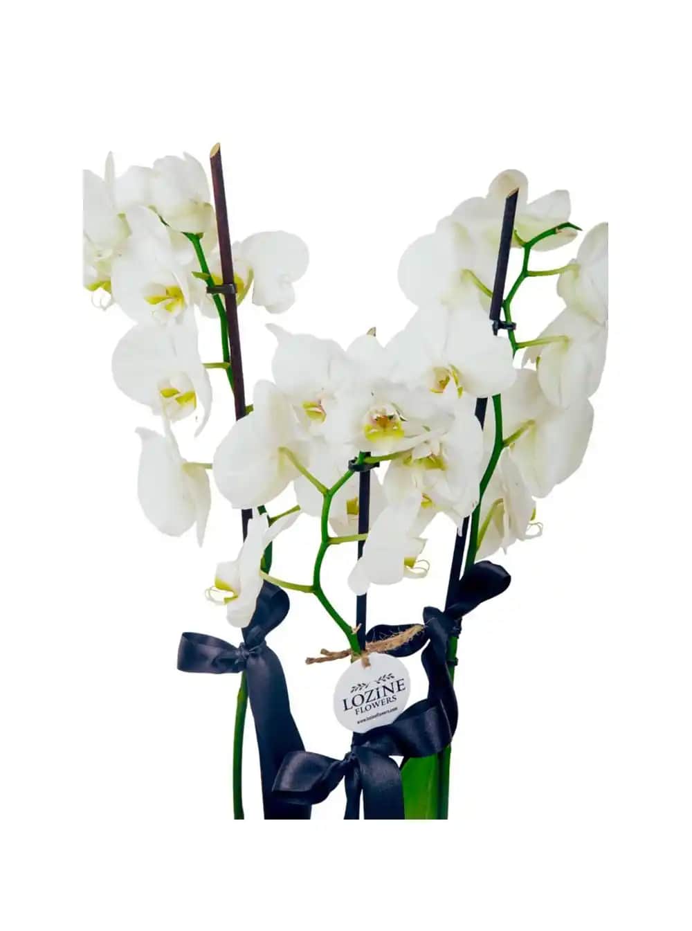 3 Dal Orkide ile Ev Dekorasyonunuza Zarafet Katmanın Yolları ve Hediye Alternatifleri