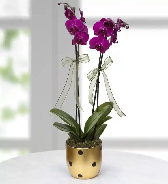 Çift Dal Mor Orkide ile Mekanlara Zarafet Katmanın Yolları ve Dekorasyon İpuçları