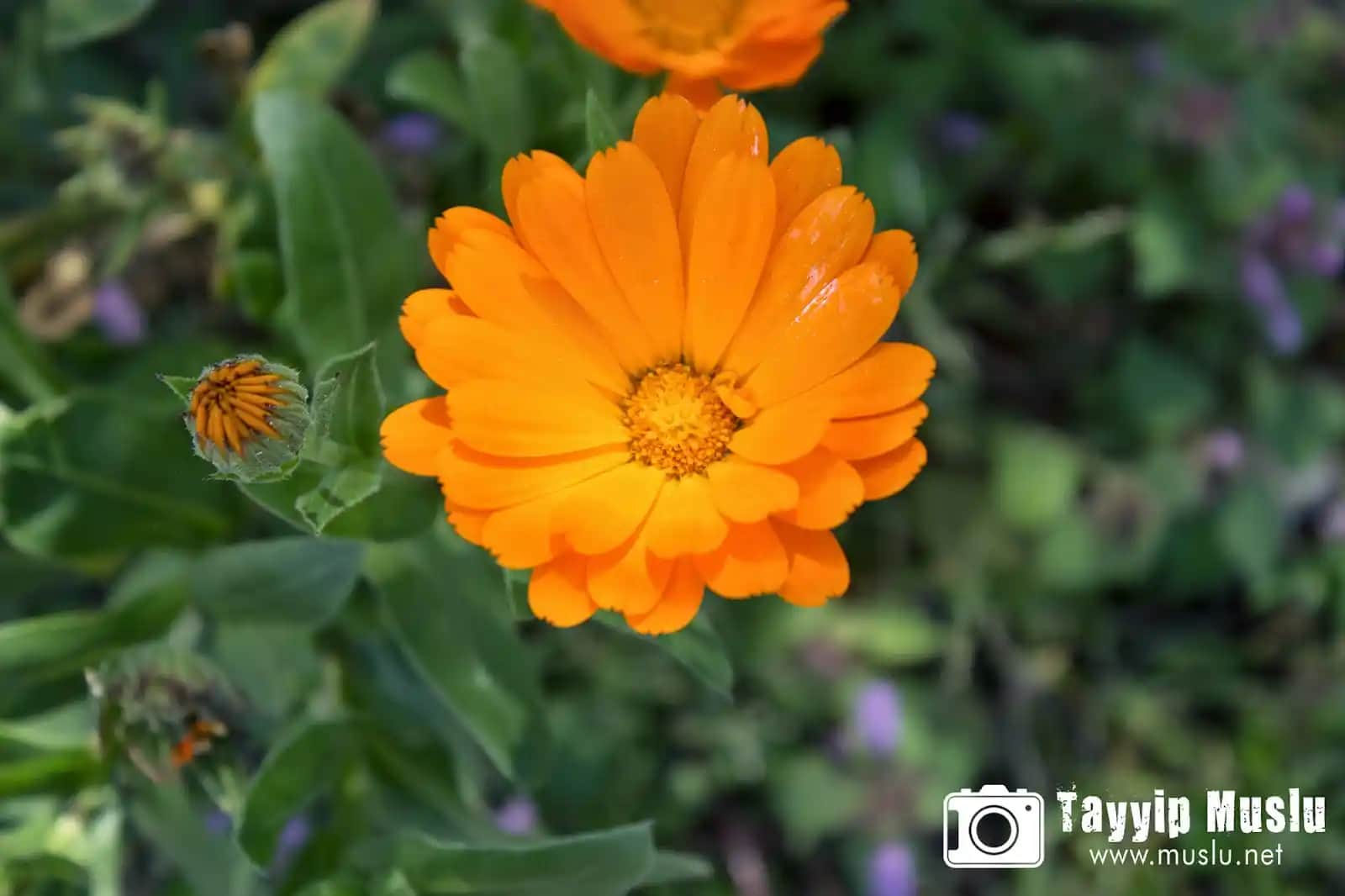 Dekorasyonda Canlı ve Enerjik Bir Atmosfor Yaratmak İçin Turuncu Çiçekler