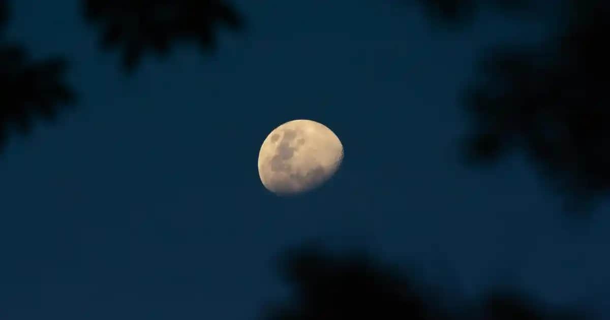 Modern ve Şık Mutfak Dekorasyonunda Siyah Tost Makinesi Kullanımı Rehberi