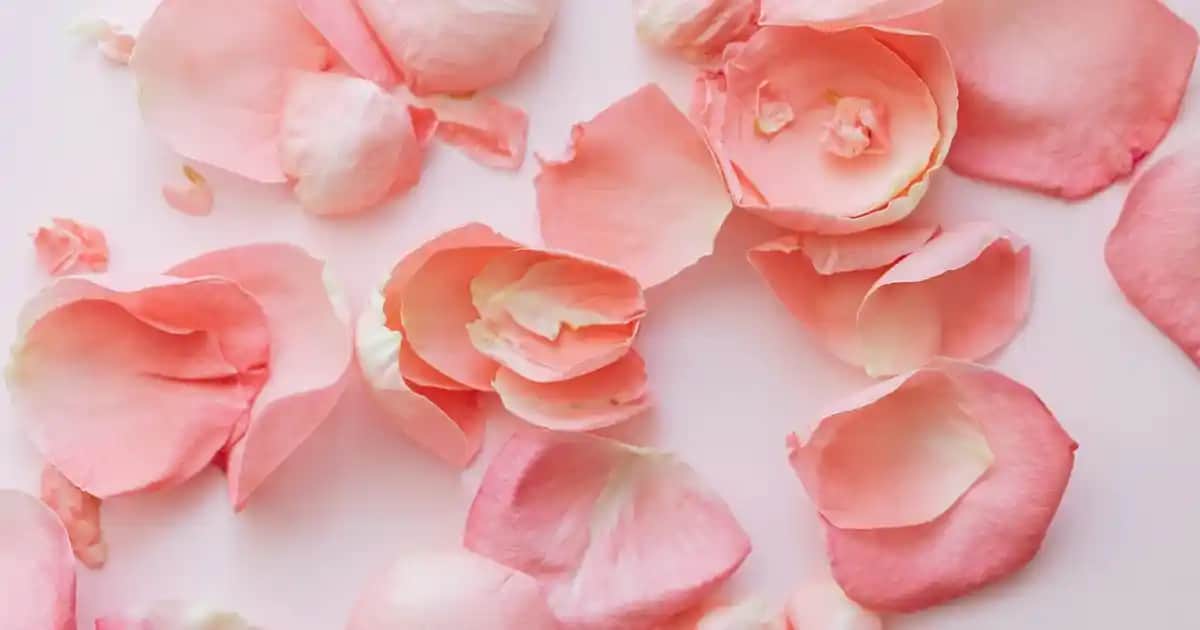 Mor Sarmaşık ile Modern ve Doğal Dekorasyon İpuçları ve Trendler