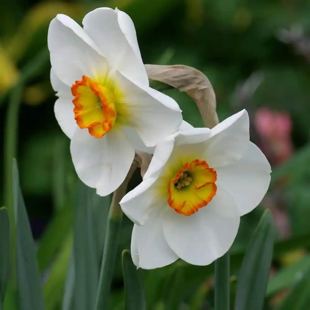 Nergis Çiçeği ile Dekorasyonda Zarafet ve Doğallık: Bahar İçin Şık ve Doğal Süsler