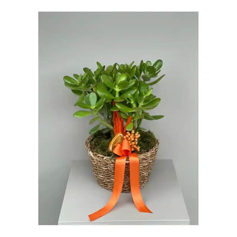 Para Çiçeği ile Evinize Estetik ve Pozitif Enerji Katmanın Yolları