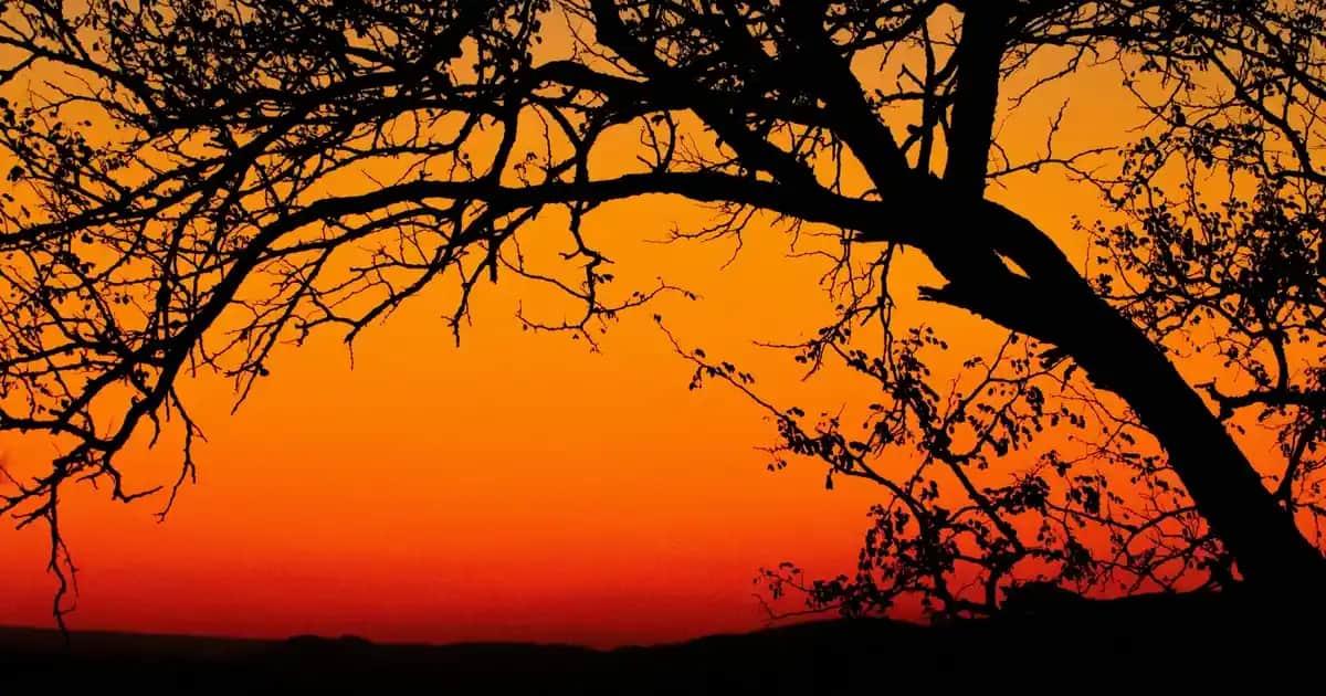 Paşabahçe İkonik Kase ile Sofralarınıza Şıklık ve İşlevsellik Katın