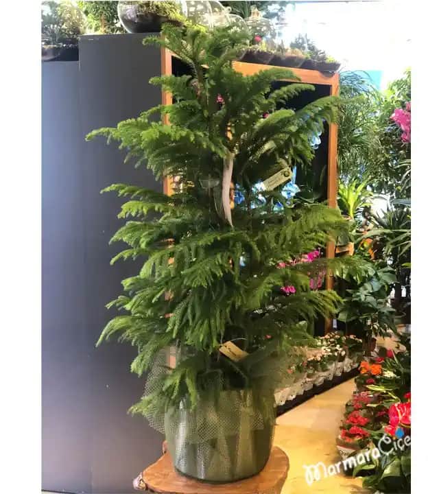 Salon Camları Dekorasyonda Şıklık ve İşlevselliğin Modern Çözümleri