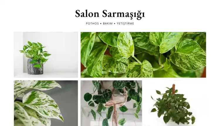 Salon Sarmaşığı Bakımı ve Dekorasyonda Doğal Şıklık için Kapsamlı Rehber