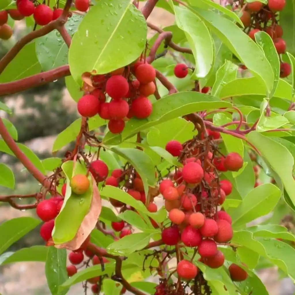 Sandal Ağacı ile Doğal ve Şık İç Mekan Dekorasyonu için İpuçları