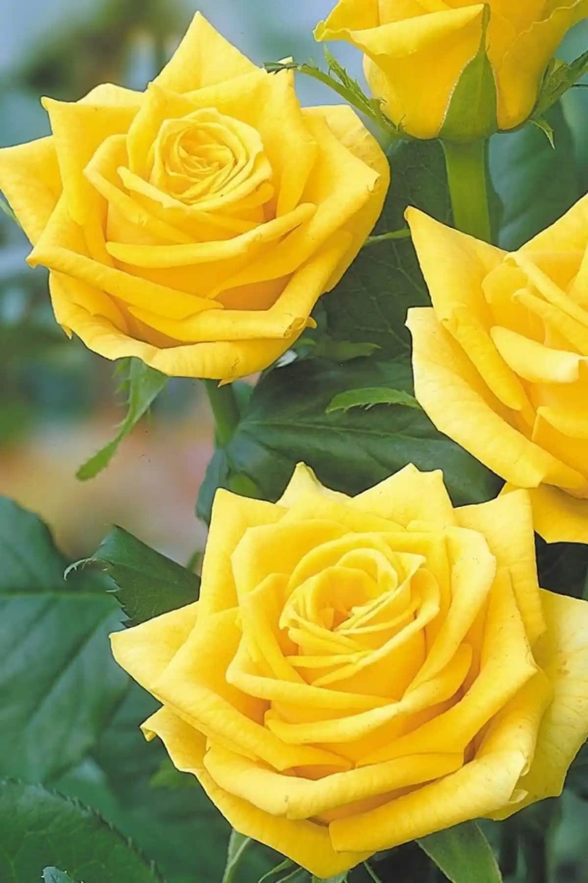 Sarı Gül ile Dekorasyonda Estetik ve Anlamlı Dokunuşlar Yapmak