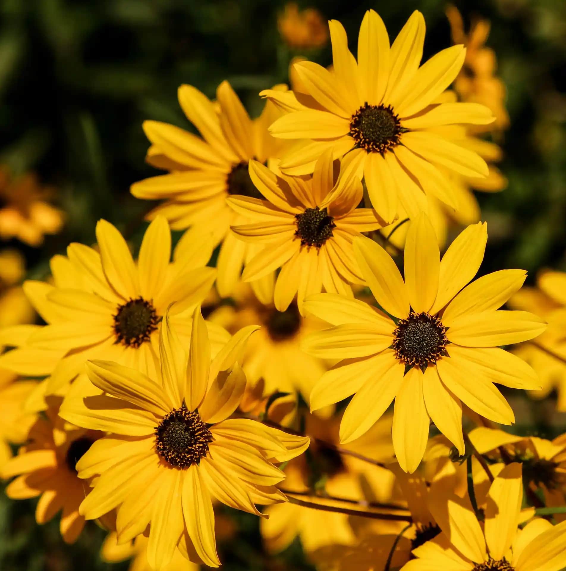 Sarı Papatya Dekorasyon Fikirleri ve Anlamı: İç Mekânlara Doğallık ve Neşe Katın