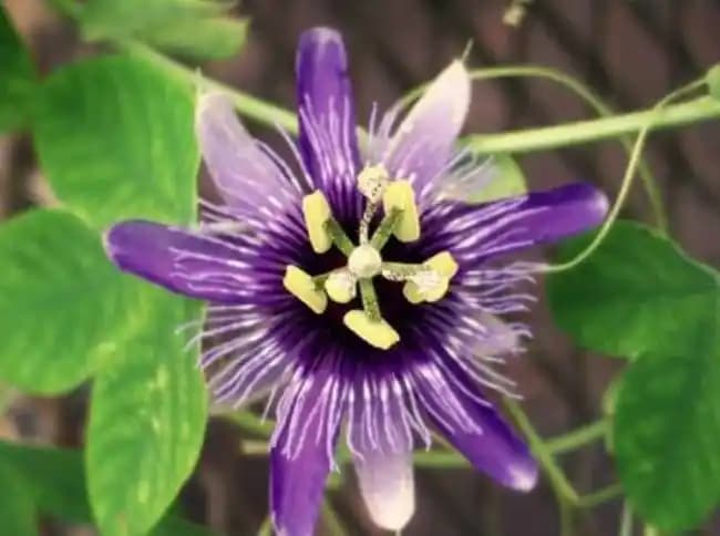 Sarmaşık Çeşitleri ve Dekorasyonda Doğal Dokunuşlar İçin Kapsamlı Rehber