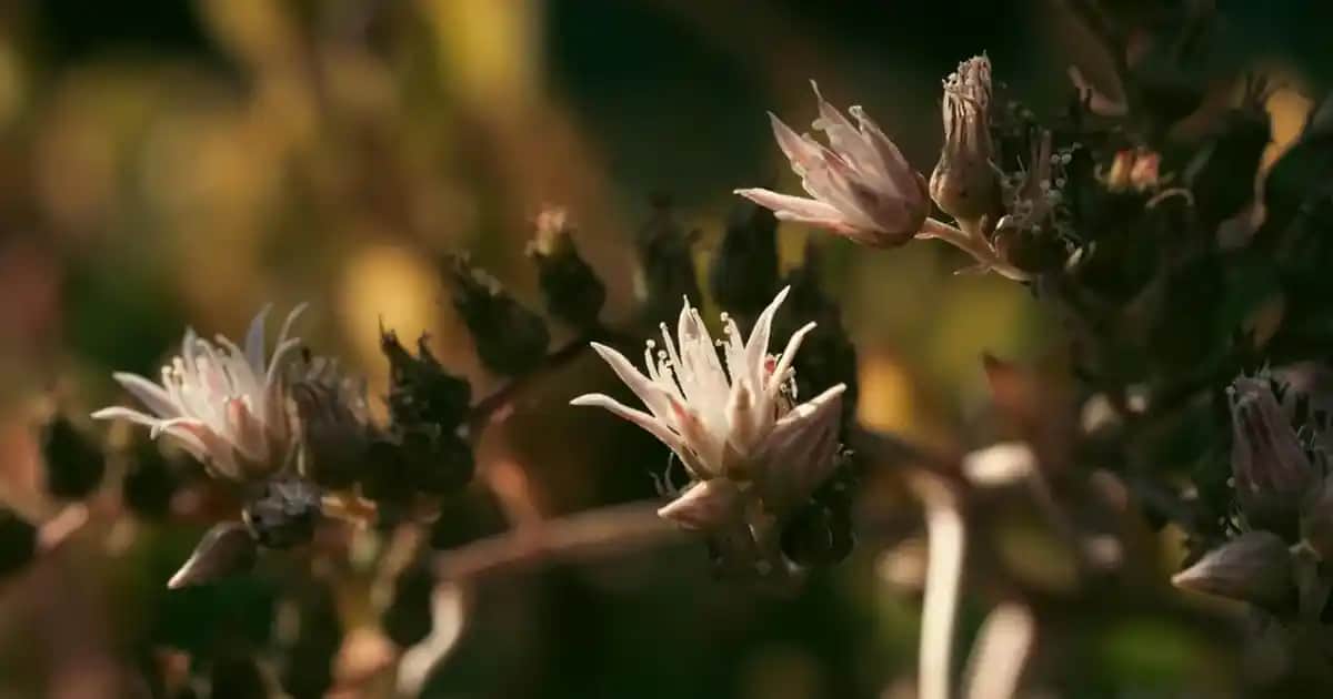 Sevgili Fincan Takımı Seçimi ve Ev Dekorasyonuna Katkıları Hakkında Kapsamlı Rehber