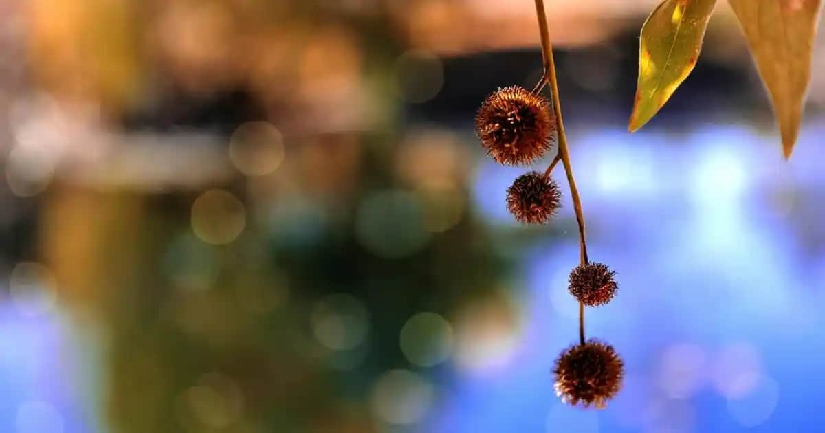 Sunum Fanusu Dekorasyonda Şıklık ve İşlevselliğin Buluşması