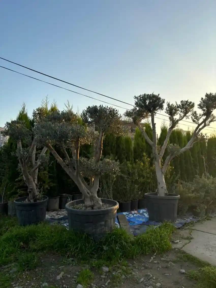 Süs Zeytin Ağacı ile Dekorasyonda Doğal Şıklık ve Sembolik Anlamlar