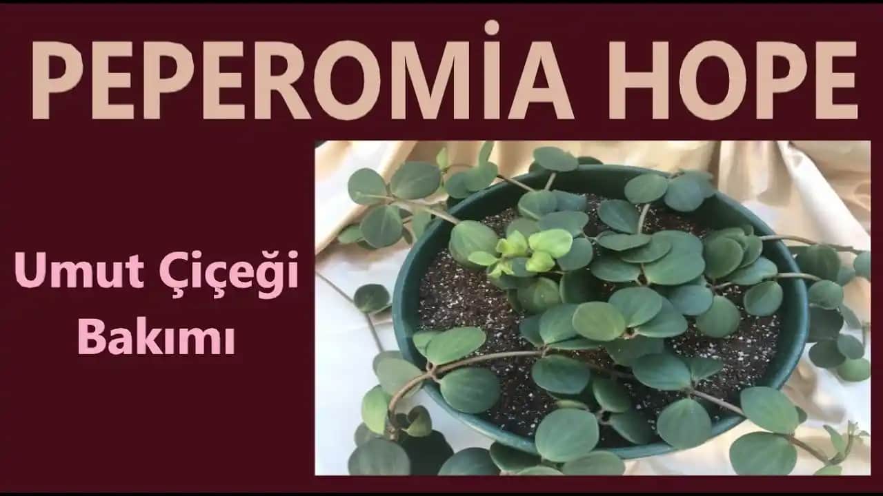 Umut Çiçeği ve Dekorasyonda Anlamı: Estetik ve Duygusal Bağlantılar