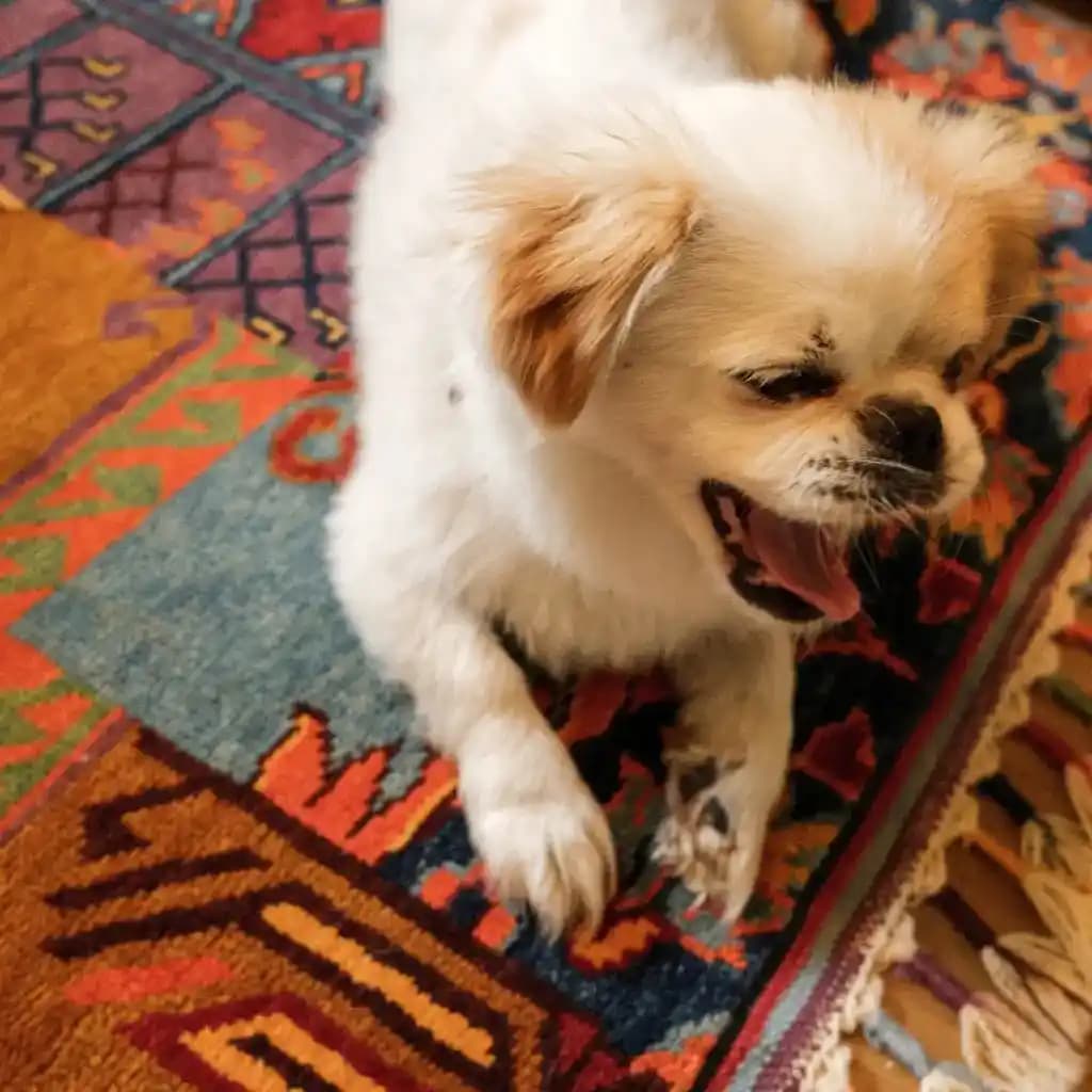 Uygun Halılar ile Dekorasyonunuzu Tamamlayın: Estetik ve Konfor Bir Arada