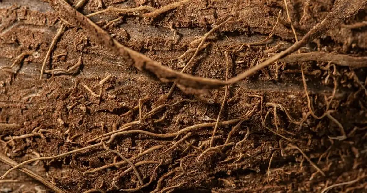 Uzun Cam Bardaklar ile Modern Dekorasyon ve Şık Sunumlar Yaratma Rehberi