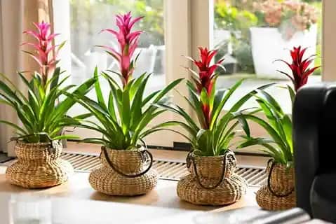 Uzun Ömürlü Salon Çiçekleri ile Dekorasyonunuzu Geliştirin ve Estetik Katın