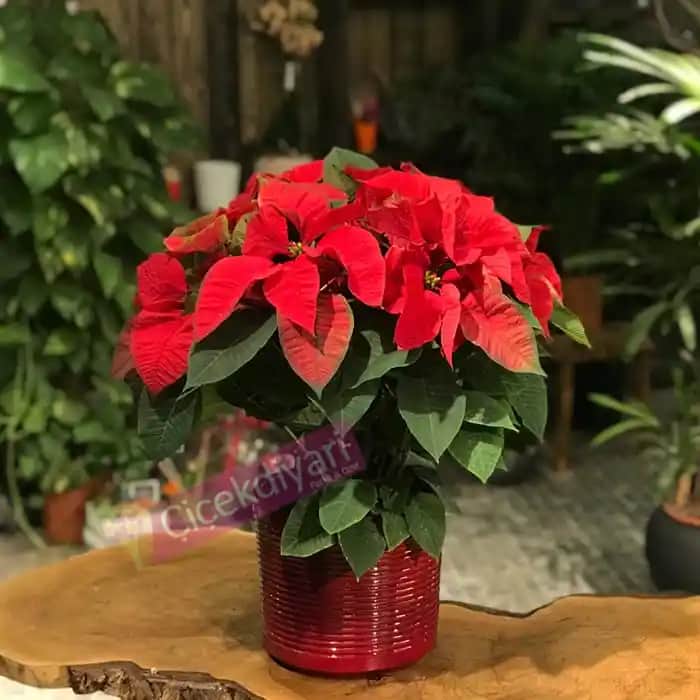 Yeni Yıl Çiçekleri ile Dekorasyonda Ferahlatıcı ve Anlamlı Dokunuşlar