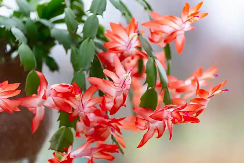 Yılbaşı Çiçeği Dekorasyonda Zarafet ve Neşenin Simgesi Olmanın Yolları