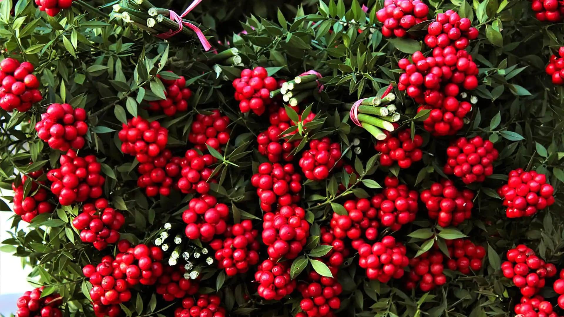 Yılbaşı Dekorasyonunda Kullanılan En Popüler Bitkiler ve Dekorasyon İpuçları