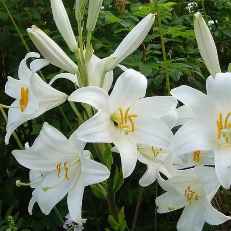 Zambak Beyaz Dekorasyon ve Mobilyada Zarafetin Simgesi: Şık ve Modern Tasarımlar