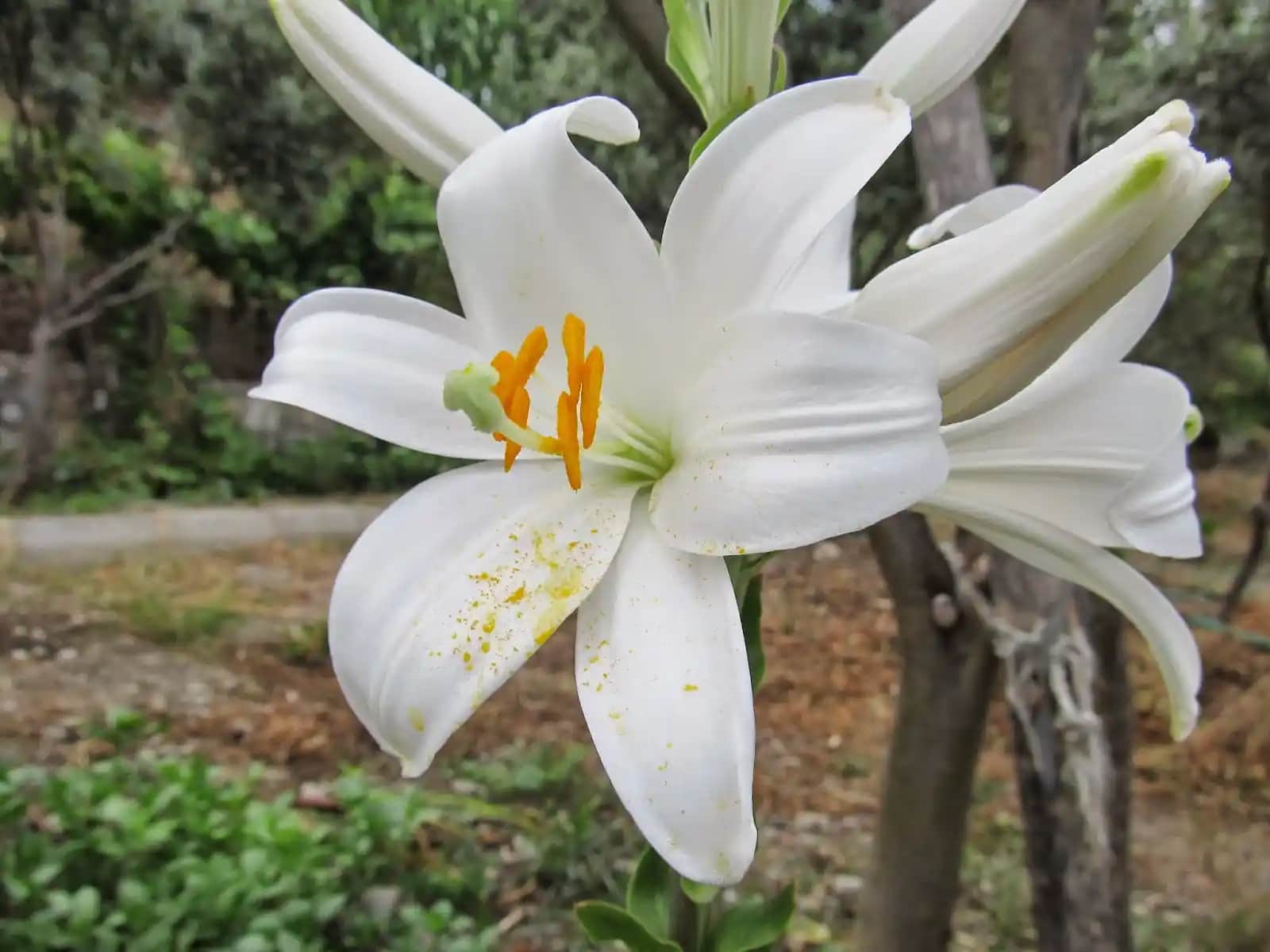 Zambak Lilyum Dekorasyonda Zarafetin ve Anlamın Simgesi