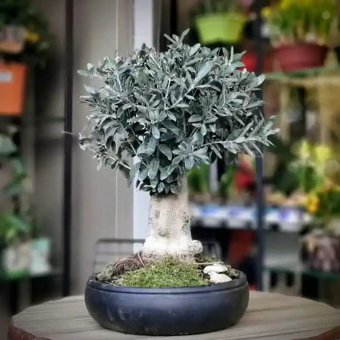 Zeytin Ağacı Bonsai: Estetik ve Kültürel Anlamlar Taşıyan Minyatür Ağaç Sanatı