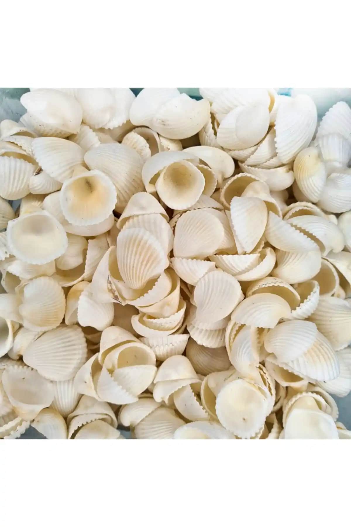 Turkuaz Deniz Kabuğu 250 Gr Paket Doğal ve Estetik Dekorasyon ve Hediye Seçeneği