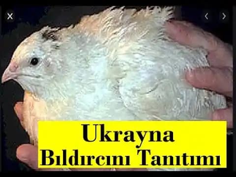 Ukrayna Bıldırcını Dekorasyon Fikirleri ve Doğal Süsleme Seçenekleri