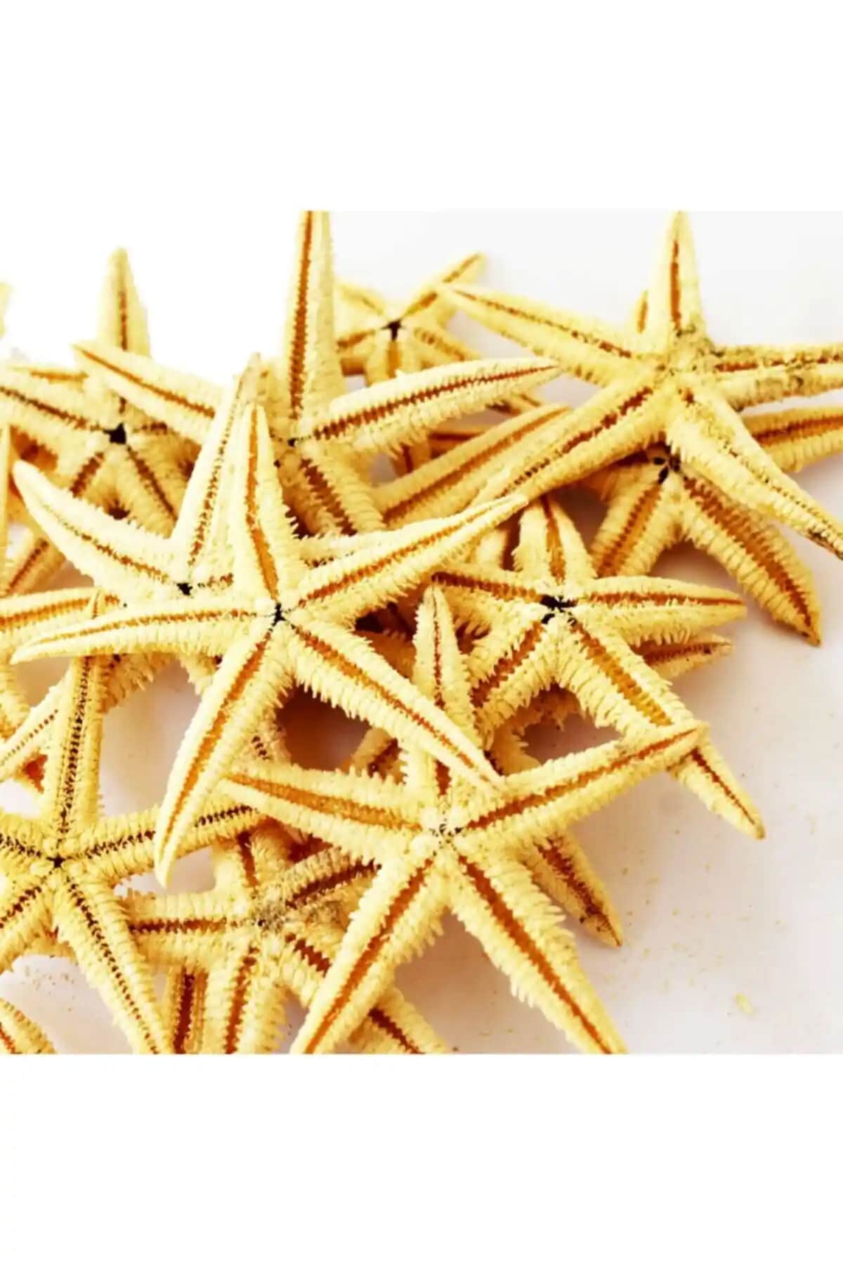 Doğal Deniz Yılzıları ile Evinize Deniz Temalı Estetik Dokunuşlar