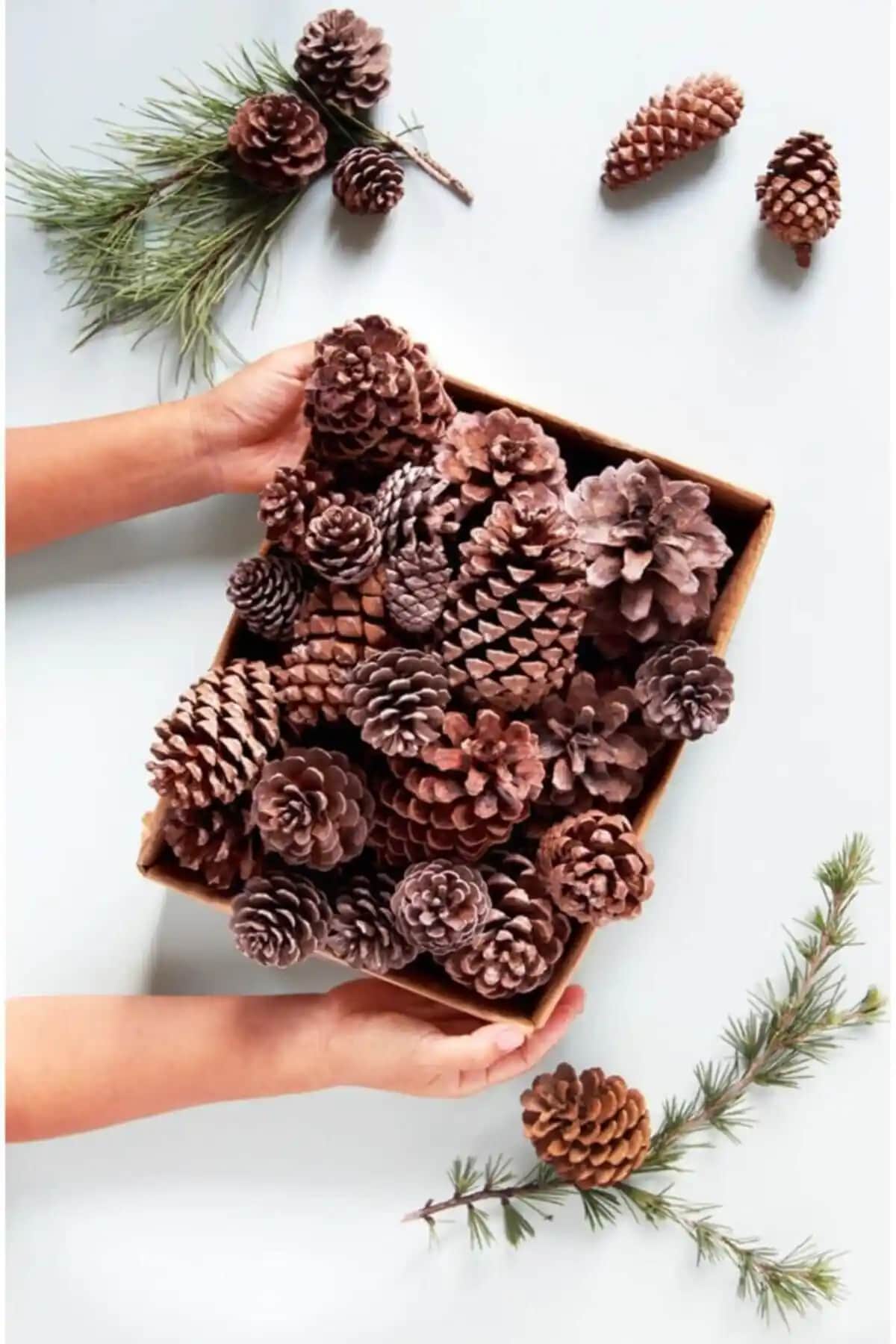 Doğal ve Boyasız Orta Boy Kozalaklar ile Şık ve Doğal Dekorasyon Seçenekleri