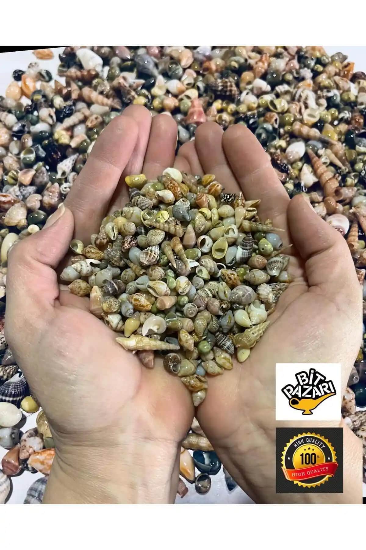 Flea Market Nassa Shell Gerçek Minik Deniz Kabuklarıyla Yaratıcılığınızı Geliştirin