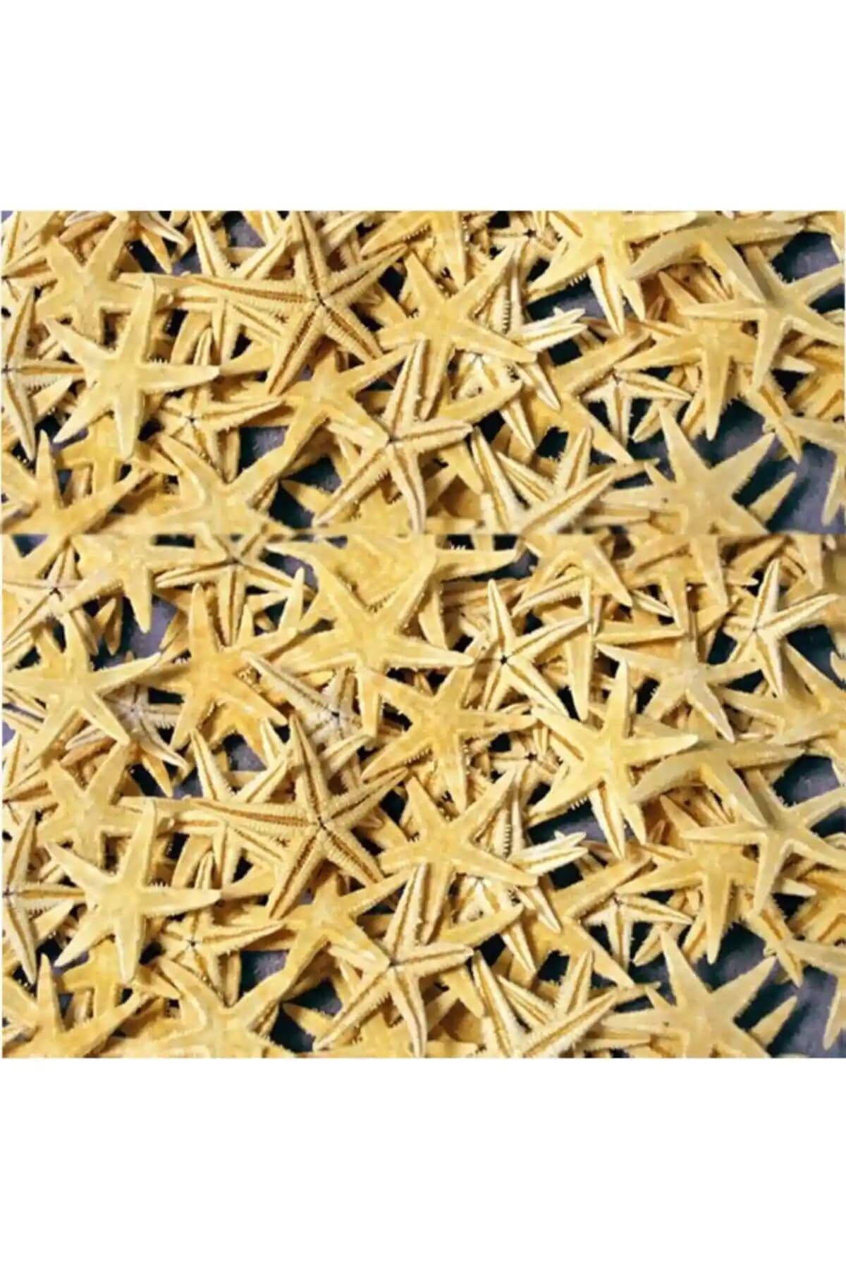 Gerçek Deniz Yıldızı: Doğal ve Estetik Dekoratif Ürün, Kırılgan ve Hassas Yapı