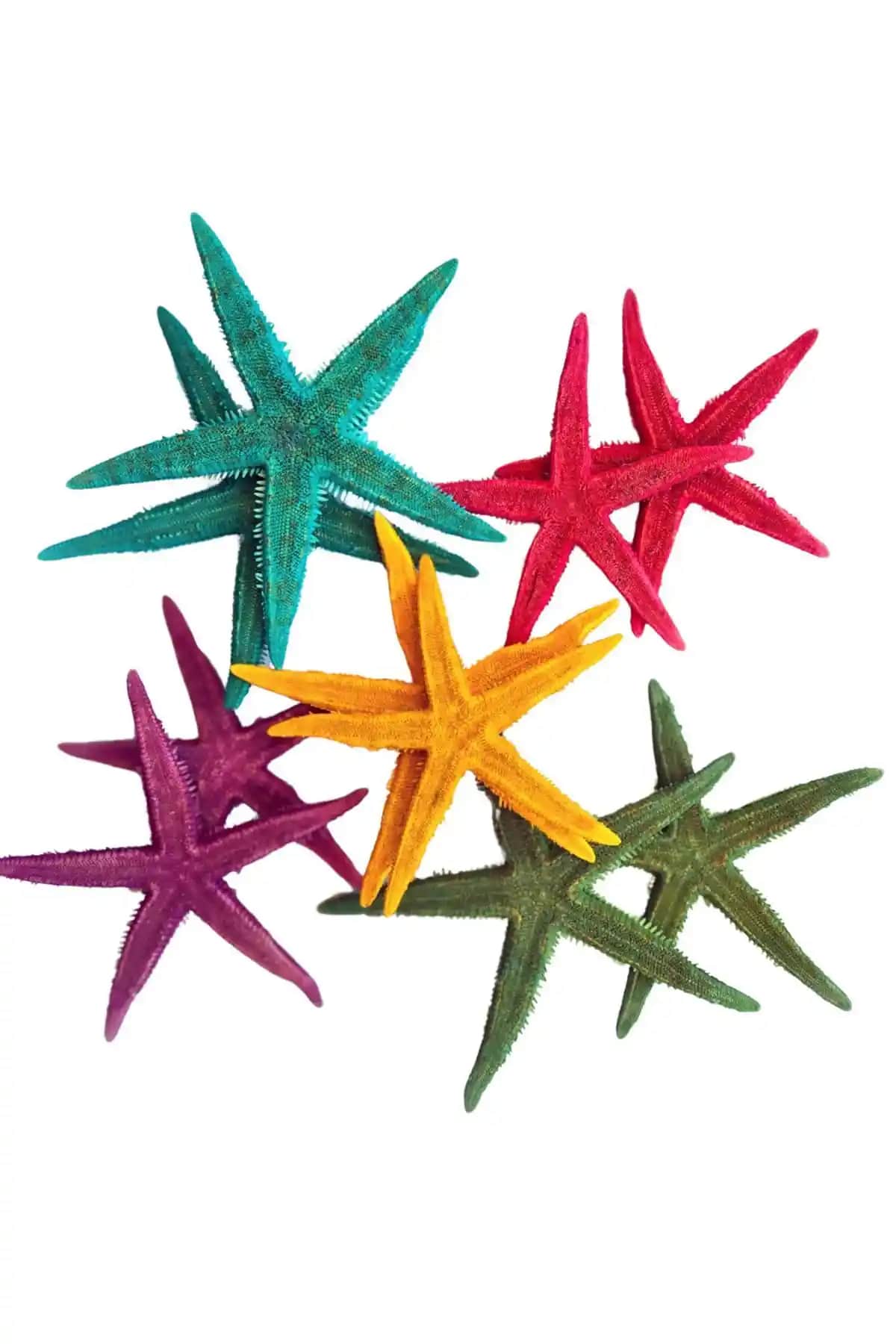 Renkli Deniz Yıldızları ile Ev Dekorasyonunda Doğal ve Canlı Bir Dokunuş Yaratın