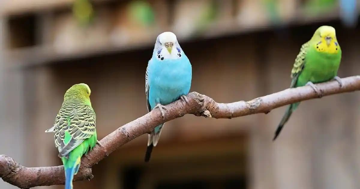 Kuş Anıtını Ekonomik ve Düzenli Şekilde Güncelleme Yöntemleri ve Pratik Çözümler