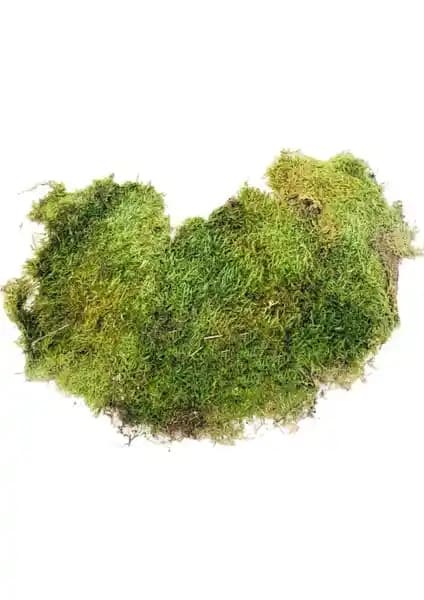 Nettenevime Doğal Yosun Çim Kaya Yosunu ile Dekoratif Doğal Dokunun Uzun Ömürlü Kullanımı