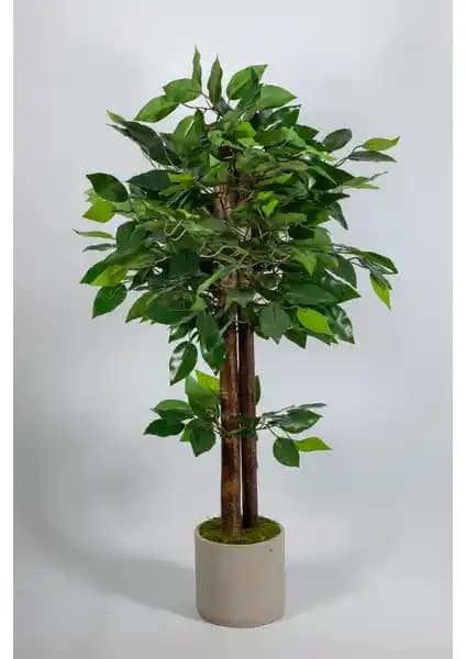 Yapay Benjamin Ağacı: 100 cm Yükseklikte Mavi Seramik Saksı ve Doğal Yosun Kaplamasıyla Dekor