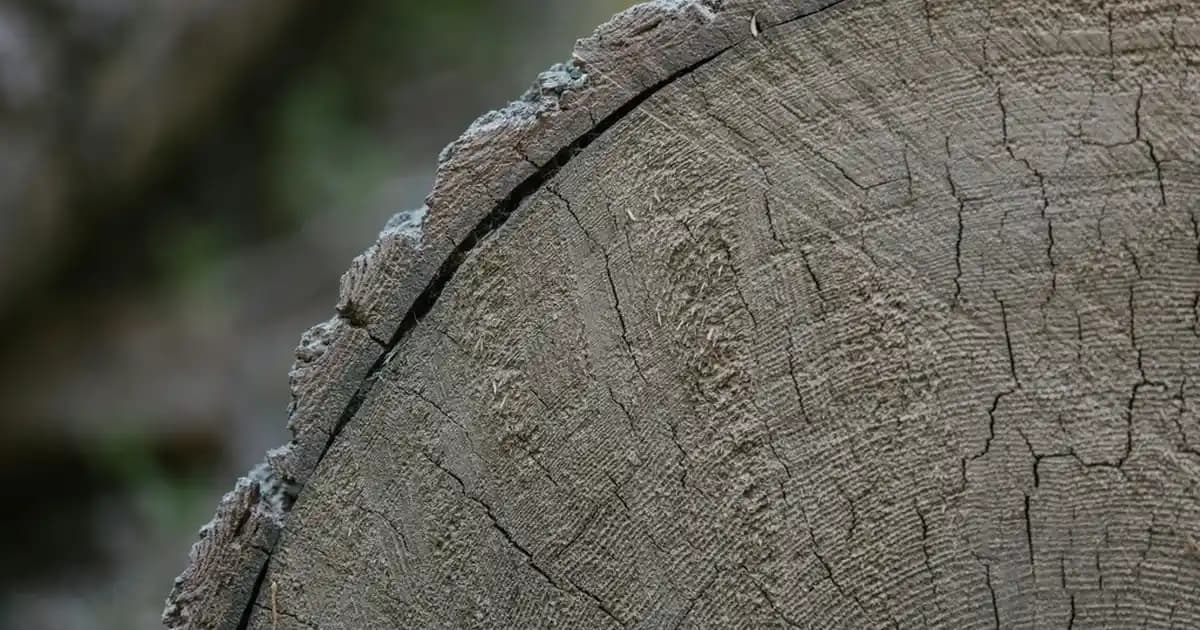 10x15 Çerçeve ile Ev Dekorasyonunda Şıklık ve Anıların Sergilenmesi Rehberi