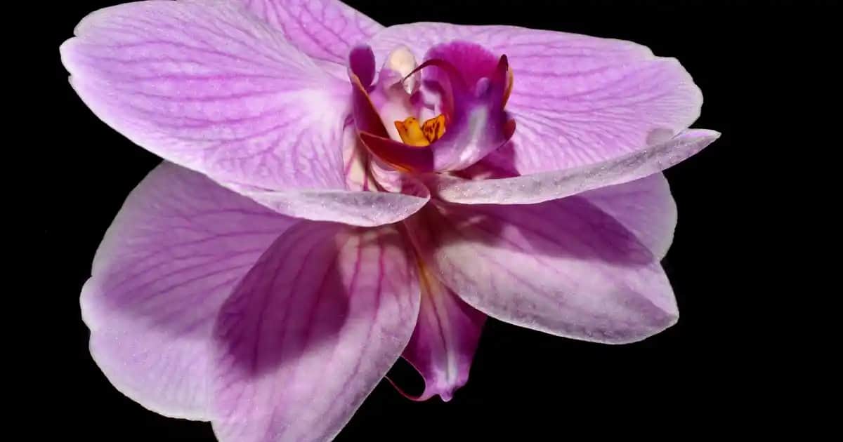 12 Kişilik Yemek Masası Modelleri ve Fiyatları: Dekorasyonda Büyük ve Şık Seçenekler