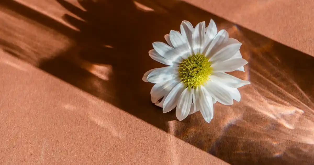 Ahşap Plaj Sandalyesi Dekorasyonda Doğal Şıklık ve Konforun En İyi Seçeneği