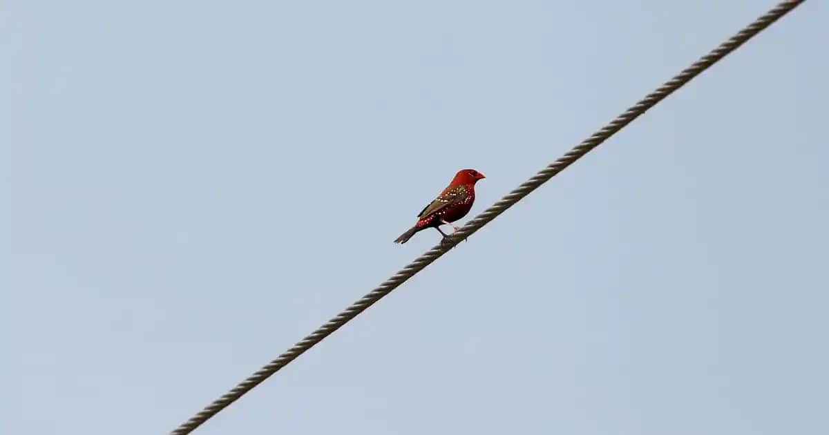 Balkon Dekorasyonunu Geliştiren Modern ve Şık Balkon Lambaderleri Rehberi