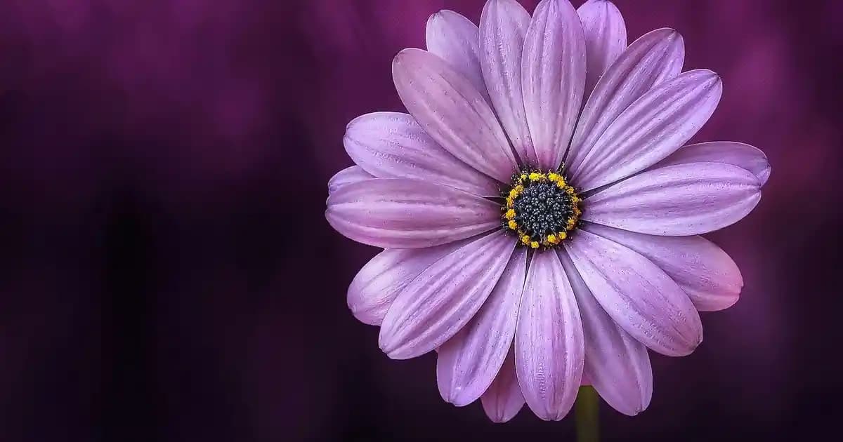 Bambu Halı Modelleri ile Doğal ve Şık Dekorasyon Çözümleri