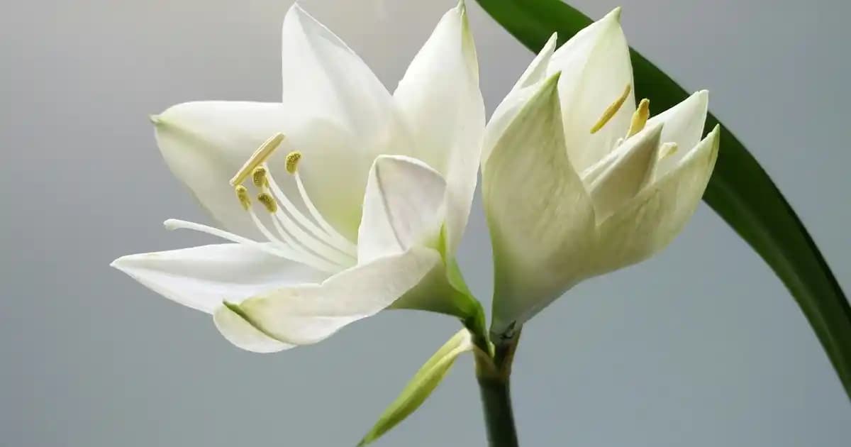 Banyo Mobilyası Seçimi ve Trendleriyle Modern ve Fonksiyonel Banyo Tasarımı