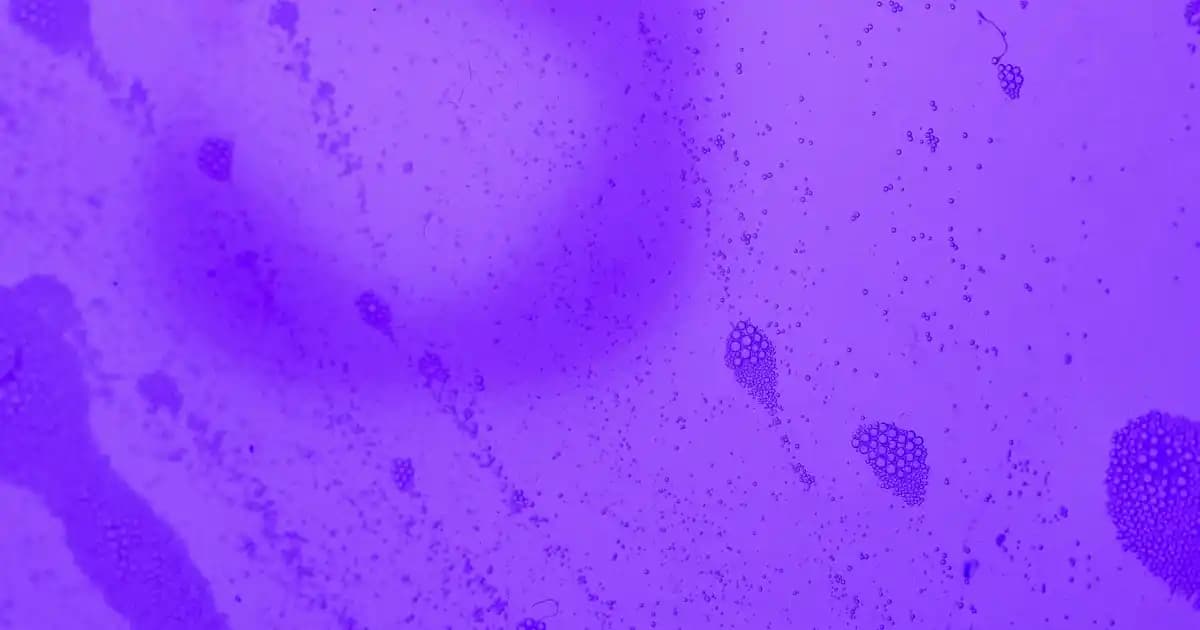 Bella Sandalye ile Modern ve Şık Dekorasyon Çözümleri Sunan Mobilya Seçenekleri