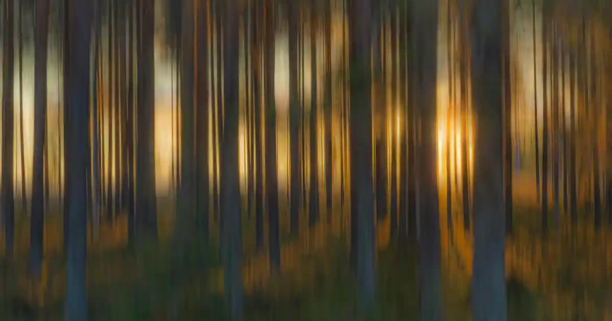 Çiçekler İçin Çerçeve Seçimi: Dekorasyonda Doğal ve Şık Dokunuşlar