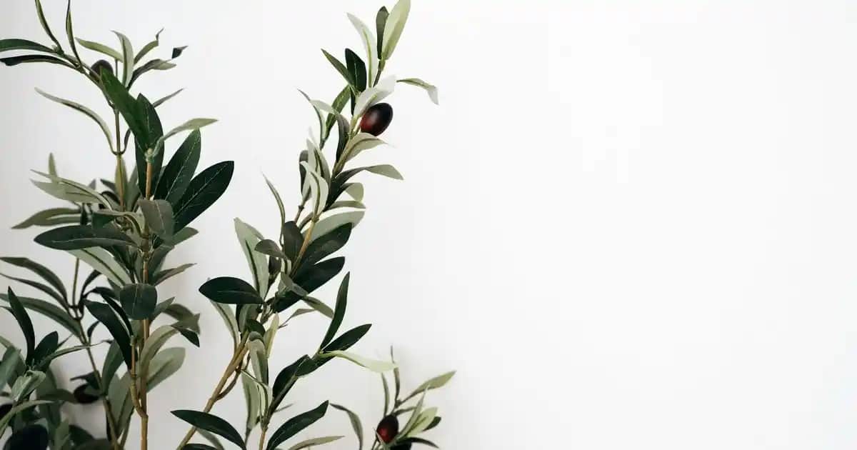 Dekorasyon İçin Şişe ve Karaf Kullanımı: Estetik ve Fonksiyonelliğin Buluşması