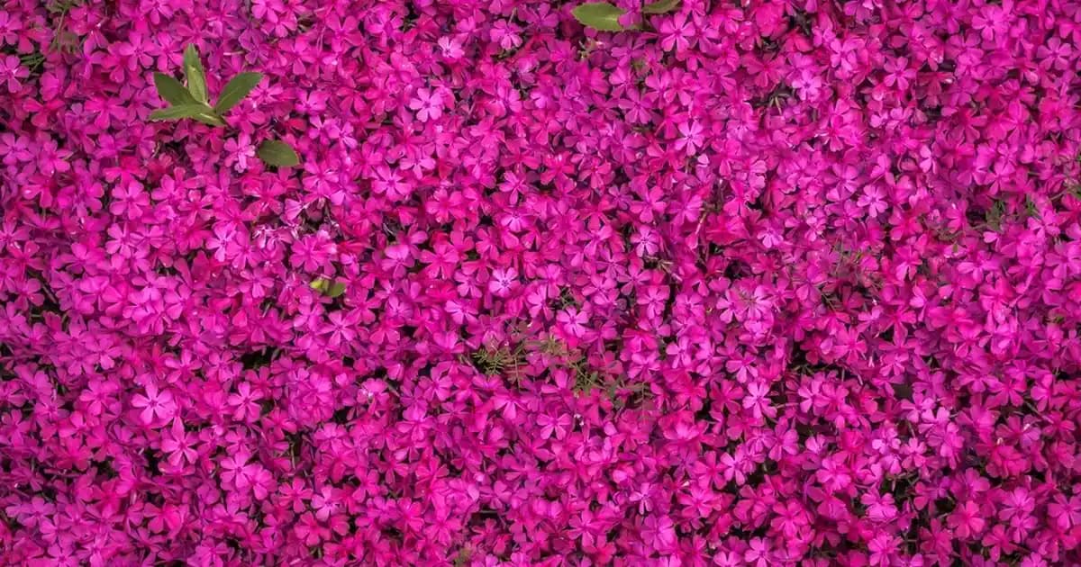 Dekorasyonda Renk ve Fonksiyonellik: Efervesan Tablet C Vitamini ile Canlı ve Sağlıklı Mekanlar