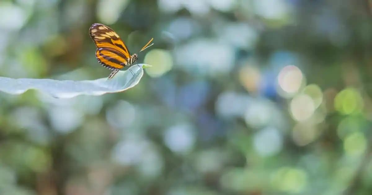 Dekorasyonda Şıklık ve Konfor İçin En İyi Bench Minderi Seçenekleri