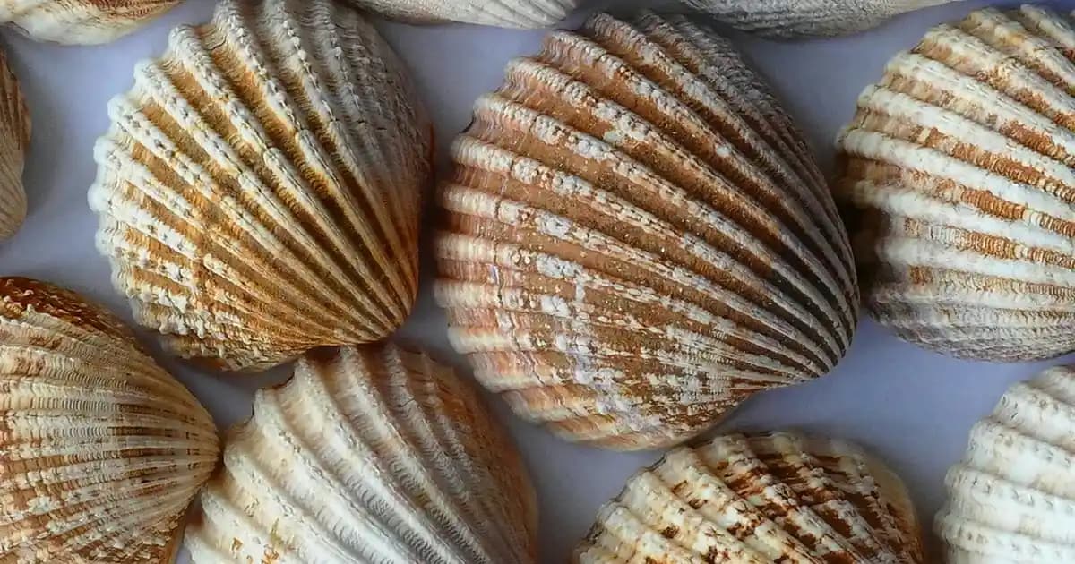 Dekorasyonda Teknoloji ve Konfor Bir Arada: Sesli Battaniye Fiyatları ve Modelleri