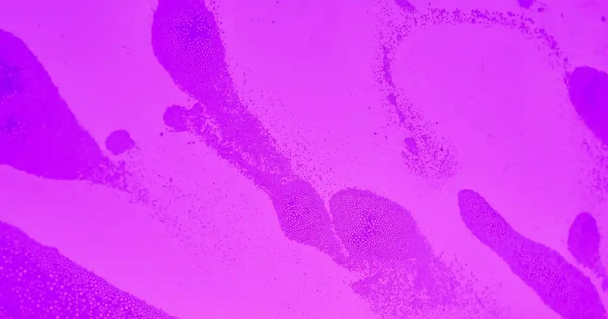 Ekoseli Masa Örtüsü ile Dekorasyonunuza Renk ve Şıklık Katın